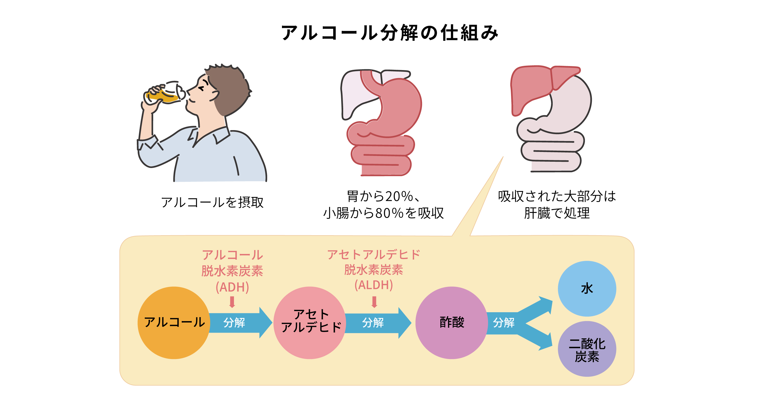 アルコール分解の仕組み